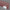 Cast Acrylic Dark Red Tint 6% Translucent(UNI-PE101)