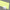 Pastel Yellow Satin/Gloss(UNI-PE2274-3)