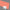 Pastel Coral Satin/Gloss( UNI-PE2339-3)
