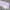 Pastel Lavender Satin/Gloss(UNI-PE2071-3)